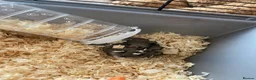 Hamster rodents for sale: Russian dwarf hamster! - Advert 3