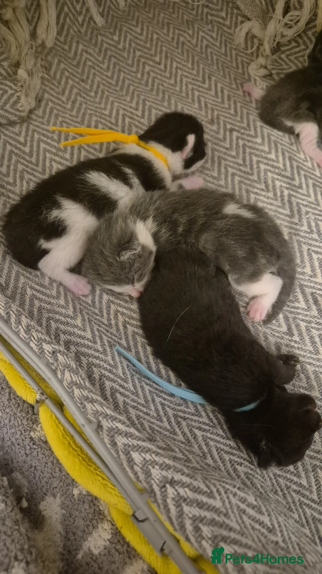 Mixed Breed cats for sale: Moggy kittens  in Ilminster - Advert 2