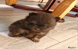 Pomeranian dogs for sale: Beautiful pomeranian puppies for sale 🥰 - Image 13