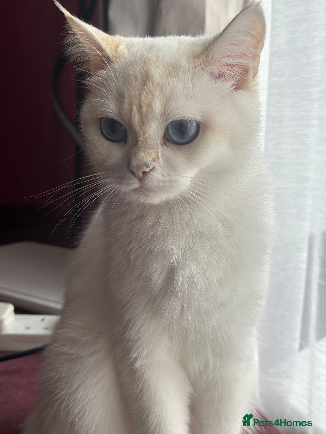 British Shorthair cats for sale: British Shorthair Kitten Golden Tipped Colourpoint - Image 6