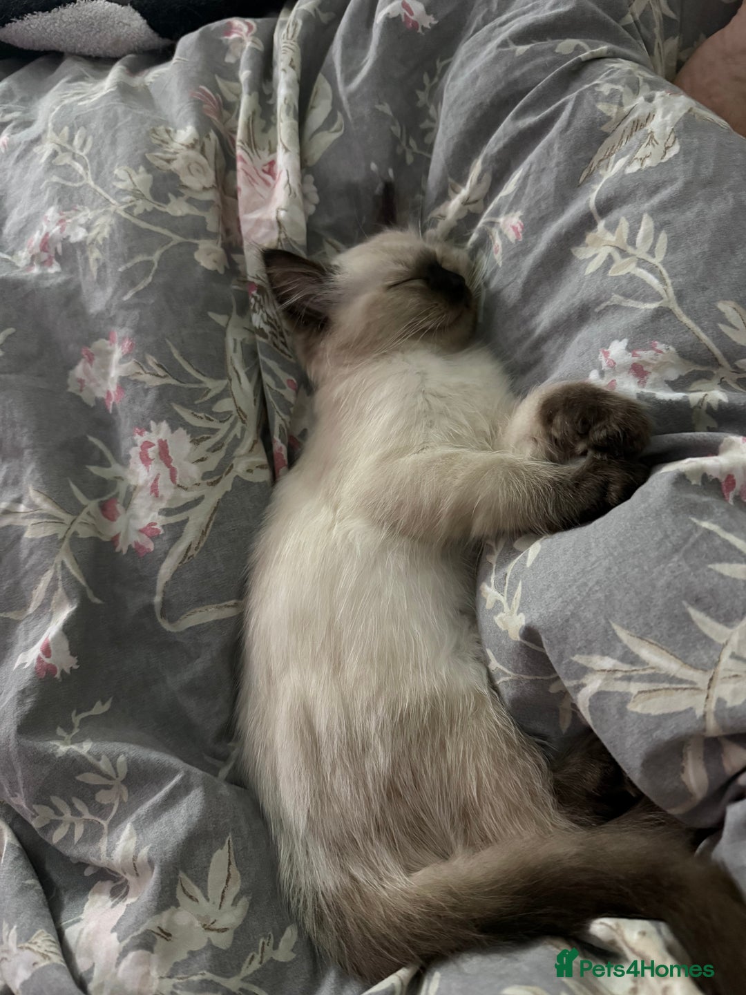 Ragdoll cats for sale: 🩵 Beautiful Ragdoll Kittens Ready at 12 Weeks! 🩵 - Image 6