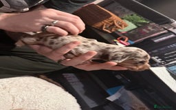 Mixed Breed dogs for sale: Adorable Daschund x spaniel pups  - Advert 13