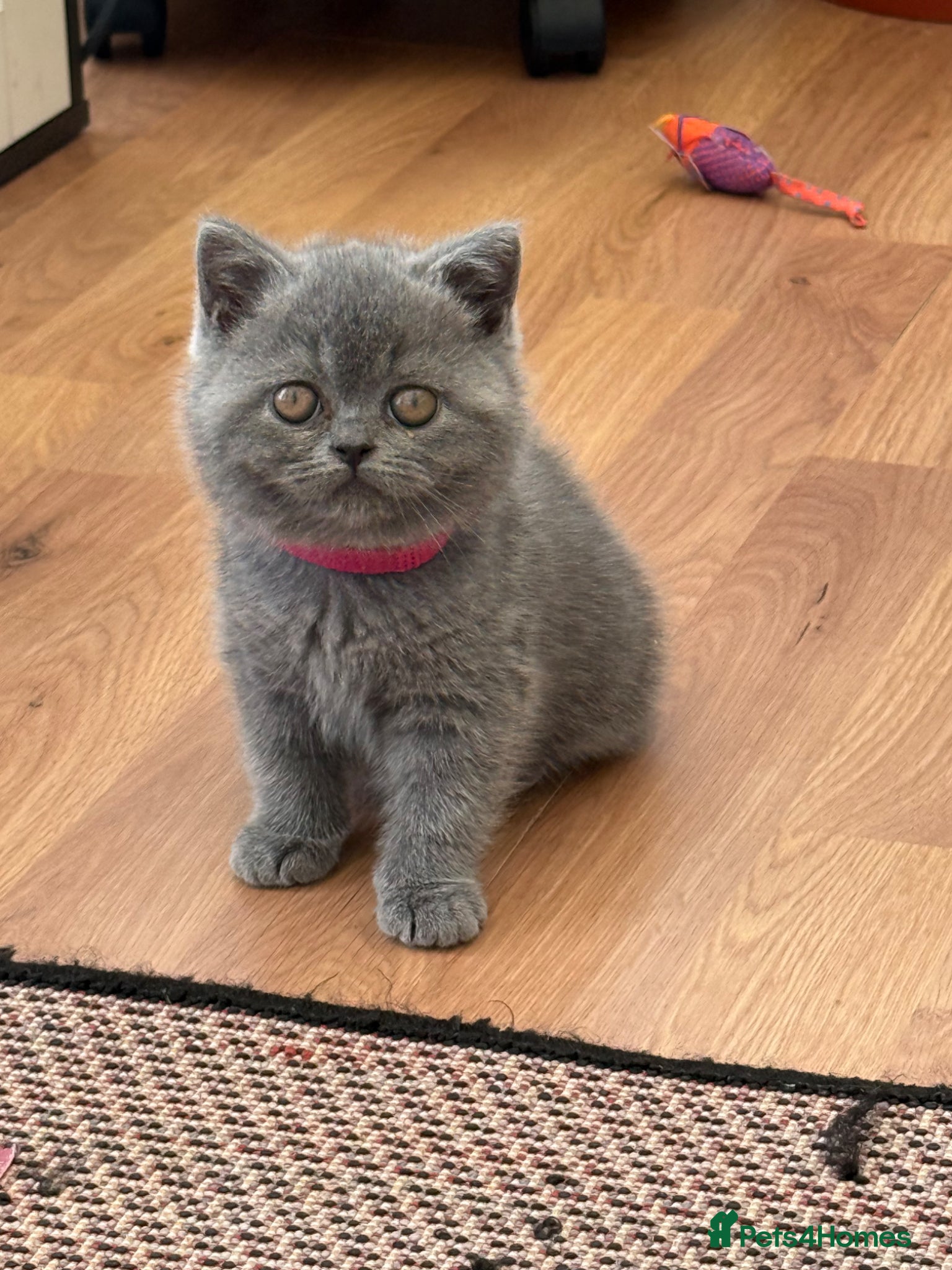 British Shorthair cats British Shorthair Blue kittens-GCCF Lines - Advert 16