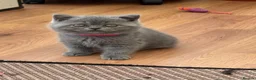 British Shorthair cats for sale: GCCF reg/British Shorthair kittens - Advert 2
