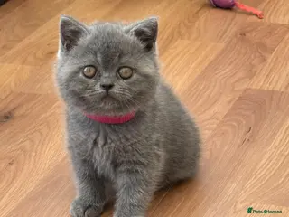 British Shorthair cats British Shorthair Blue kittens-GCCF Lines - Advert 16