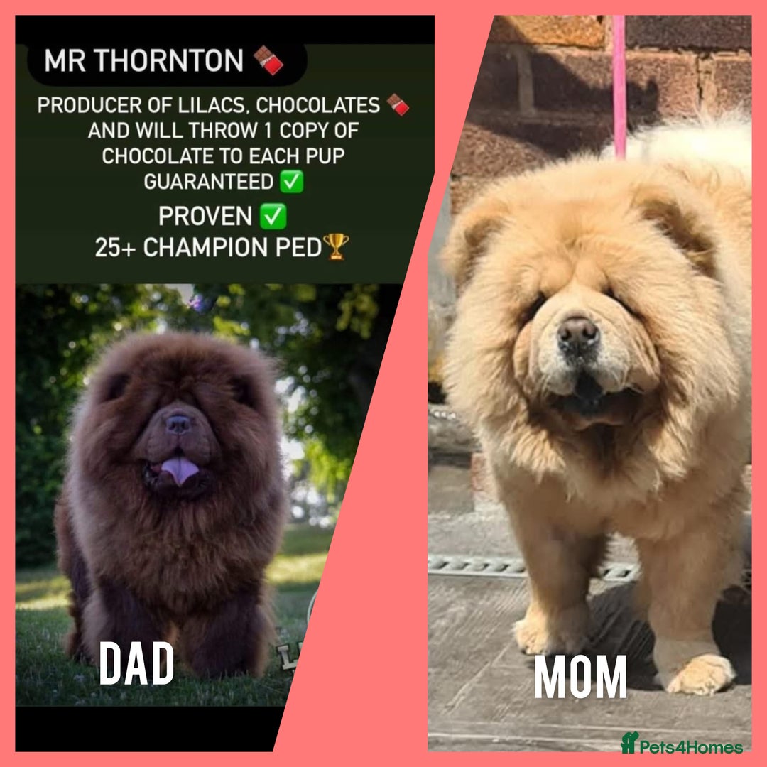 Chow Chow dogs for sale: Beautiful Bear cub CHOW CHOW pups 🐶  - Advert 1