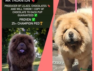 Chow Chow dogs Beautiful Bear cub CHOW CHOW pups 🐶 - Advert 8