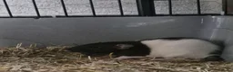 Rat rodents for sale: 3 young male rats + setup - Advert 3