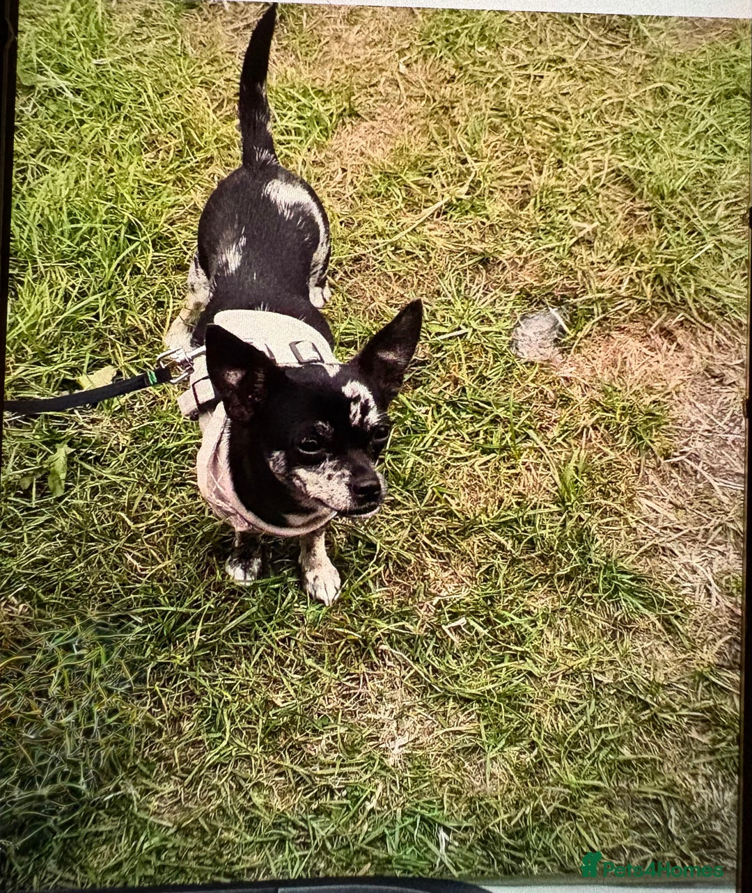 Chihuahua dogs for sale: Female Merle Chihuahua  - Advert 4