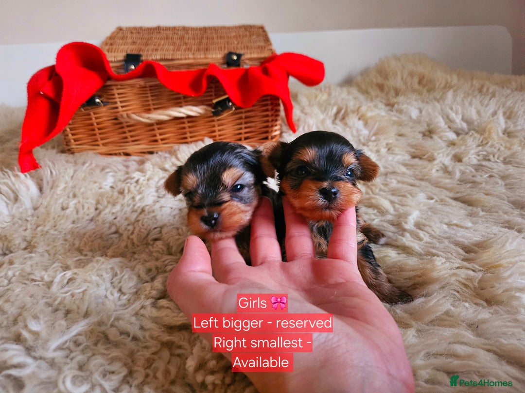 Yorkshire Terrier dogs for sale: True Miniature Yorkshire Terrier Puppies  - Advert 3