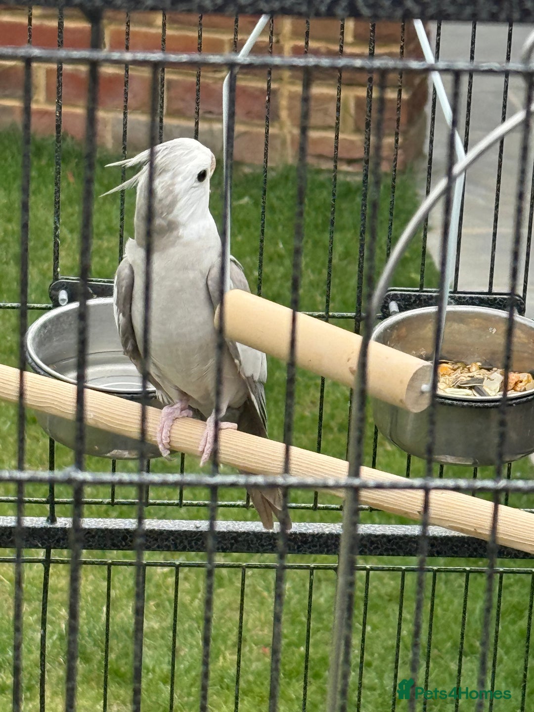 Cockatiels birds for sale: Baby cockatiel  - Image 2