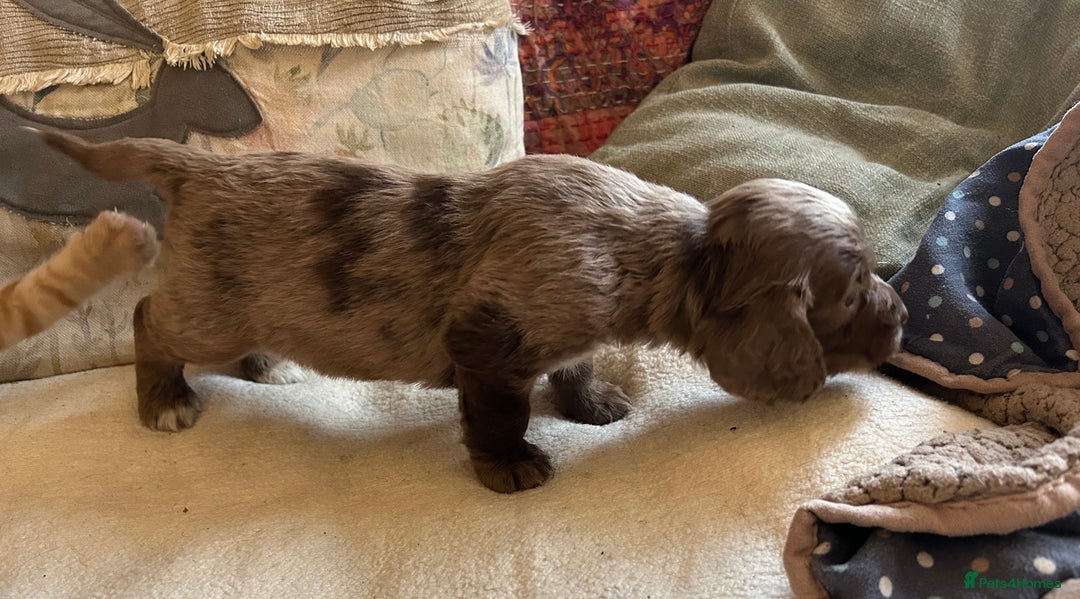 Cocker Spaniel dogs for sale: STUNNING WORKING COCKER SPANIEL PUPS - Advert 24