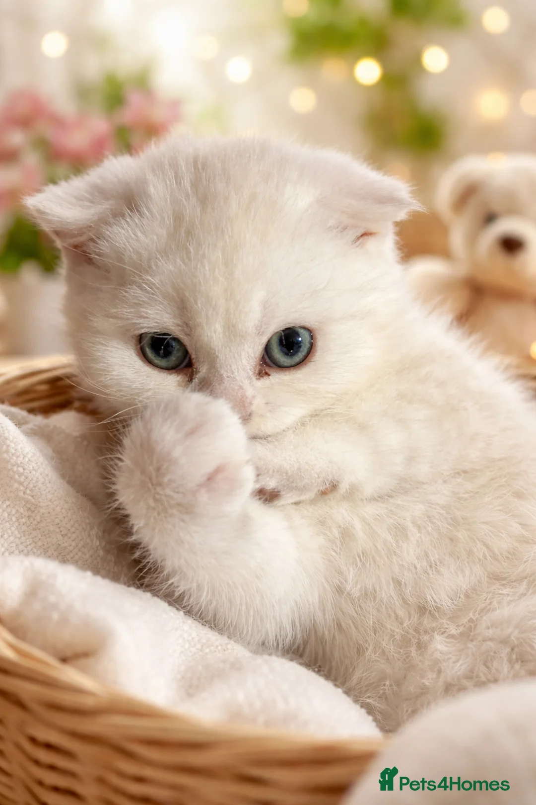 Scottish Fold cats for sale: 🐾 chocolate Scottish fold🐾 - Advert 2