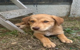Mixed Breed dogs for sale: puppy for sale Rottweiler/German Shepherd mixed - Image 3