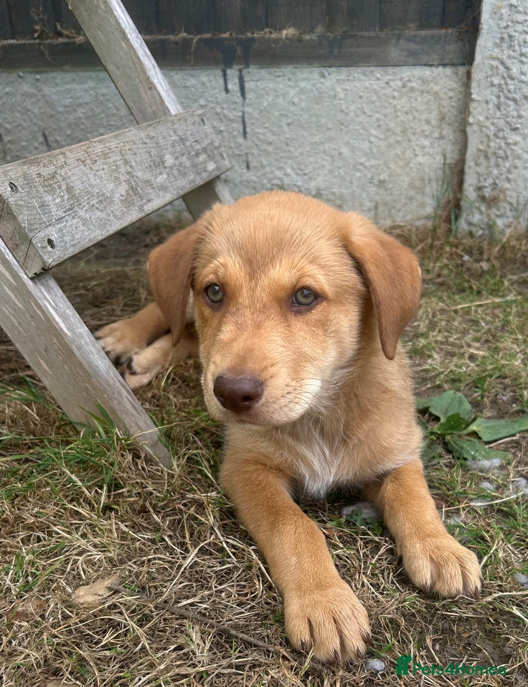 Mixed Breed dogs for sale: puppy for sale Rottweiler/German Shepherd mixed - Image 3