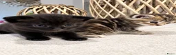 Domestic Shorthair cats for sale: Beautiful Home-Raised Black, Tabby &Torbie Kittens in Barnsley - Advert 8