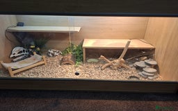Bearded Dragon reptiles for sale: Bearded dragon looking for a loving new home - Image 7