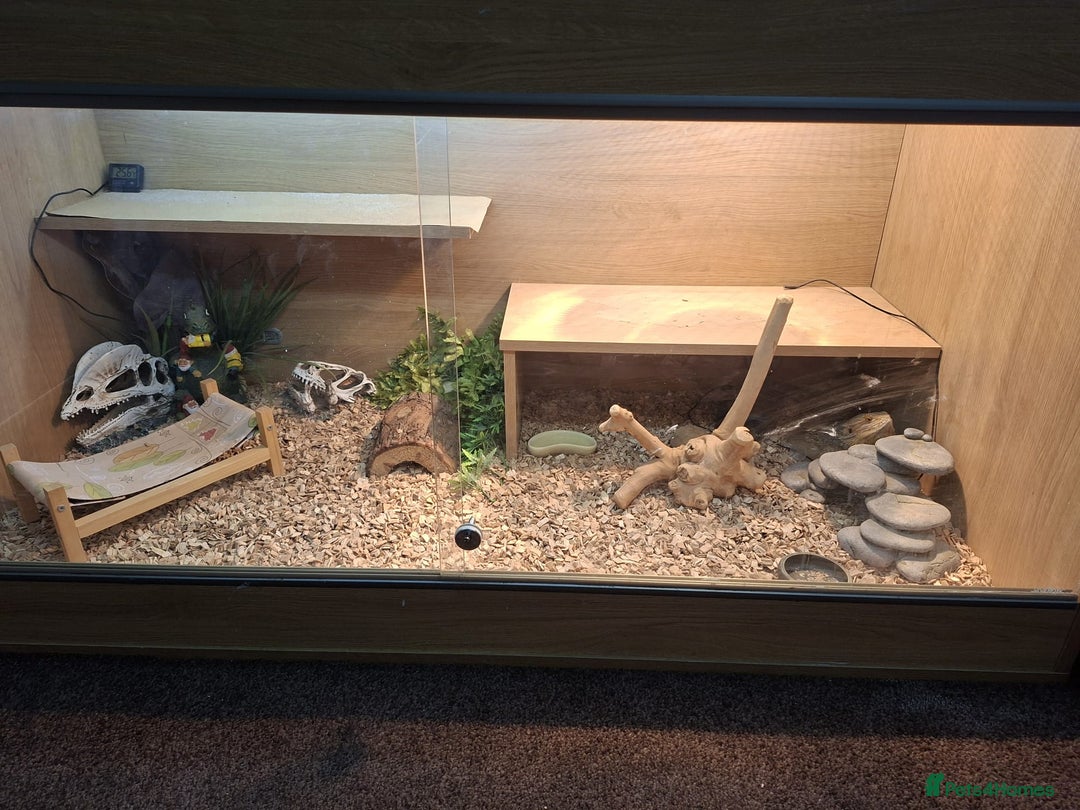 Bearded Dragon reptiles for sale: Bearded dragon looking for a loving new home - Image 7