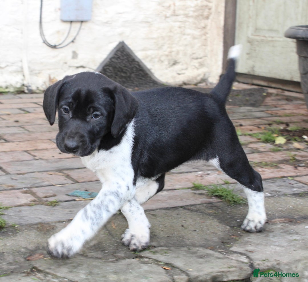 Mixed Breed dogs for sale: Gorgeous pointer x collie - Image 11