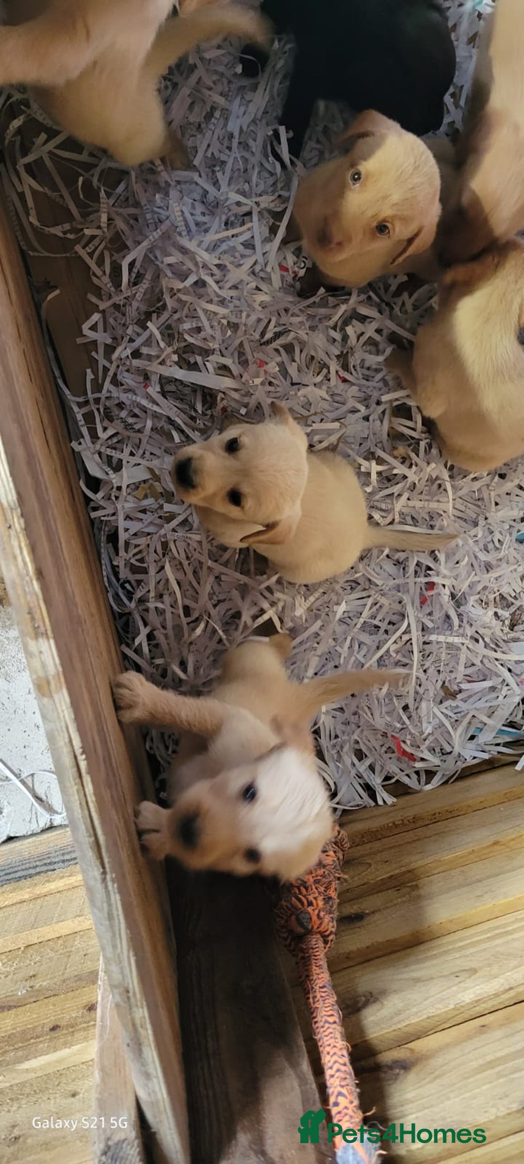 Labradoodle dogs for sale: F1b labradoodle,  back cross to a labrador - Image 27