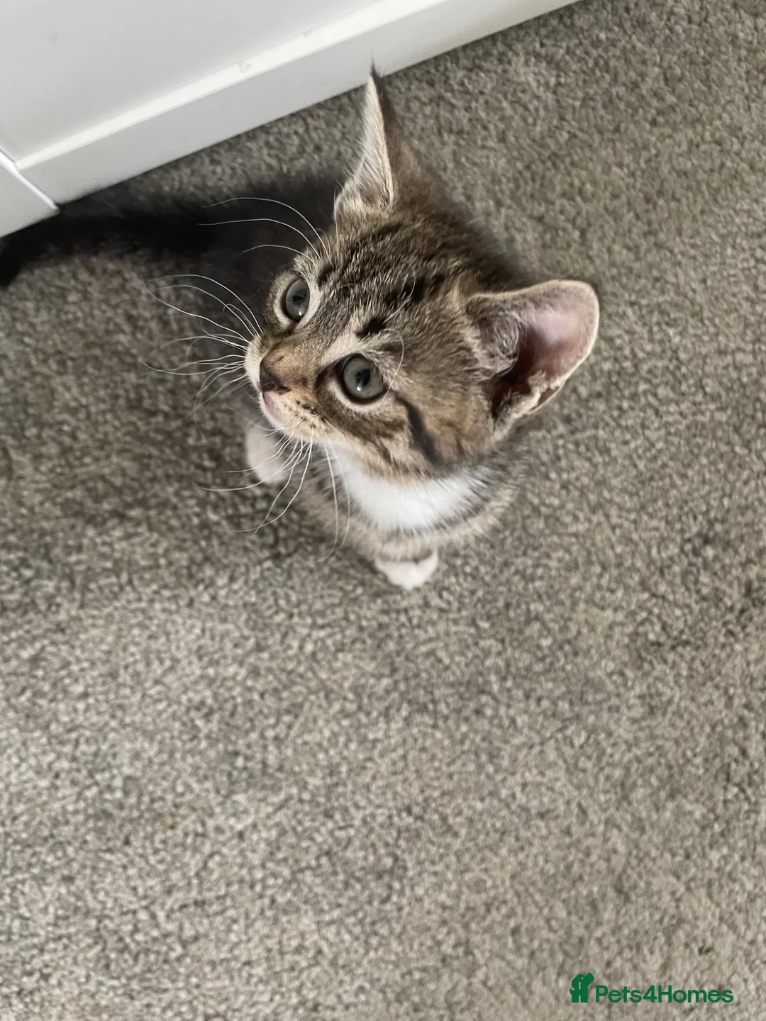 Mixed Breed cats for sale: Kittens  - Advert 2