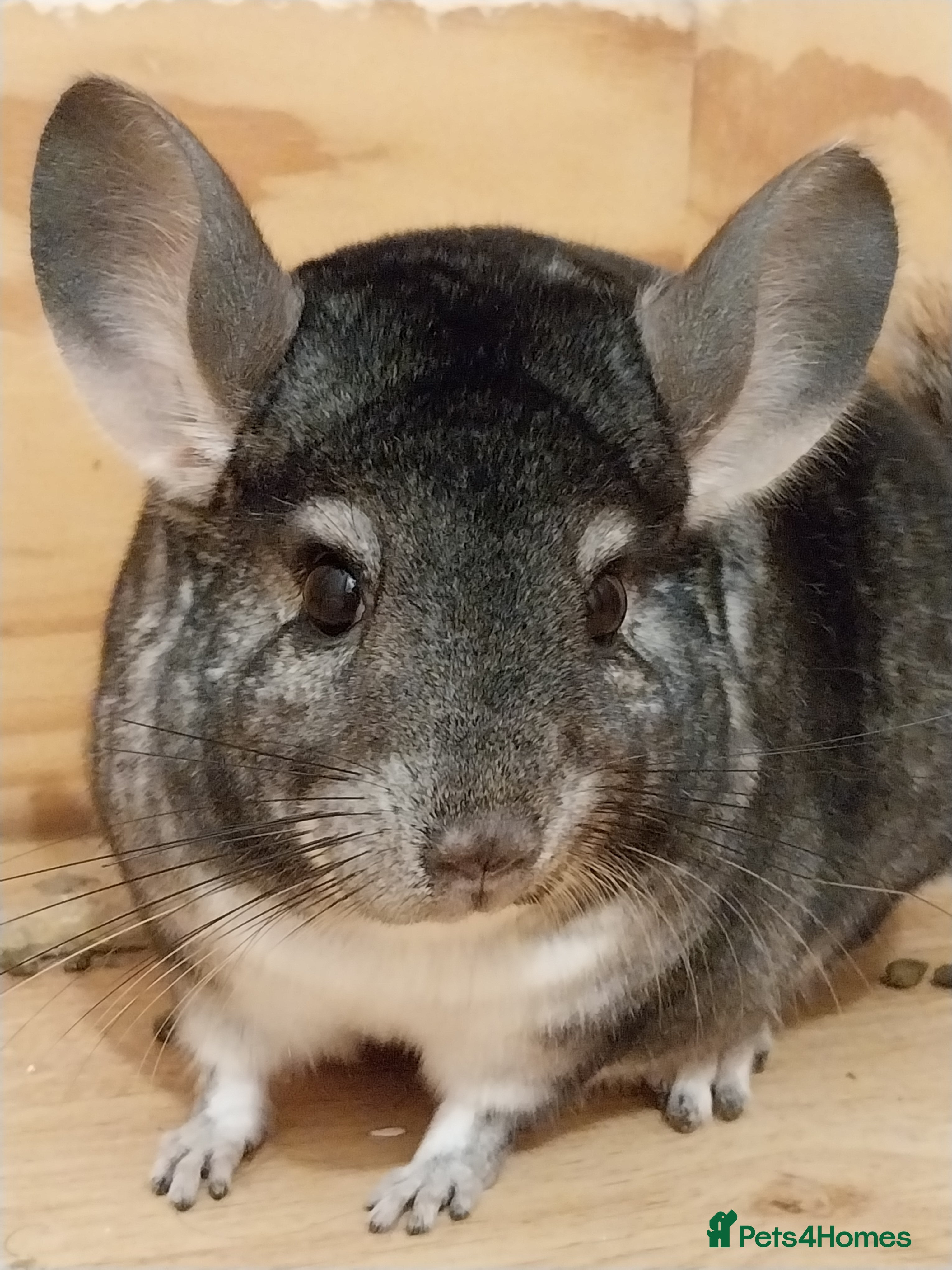 Chinchilla rodents Female chinchilla called Angel  - Advert 4
