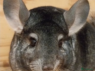 Chinchilla rodents Female chinchilla called Angel - Advert 3
