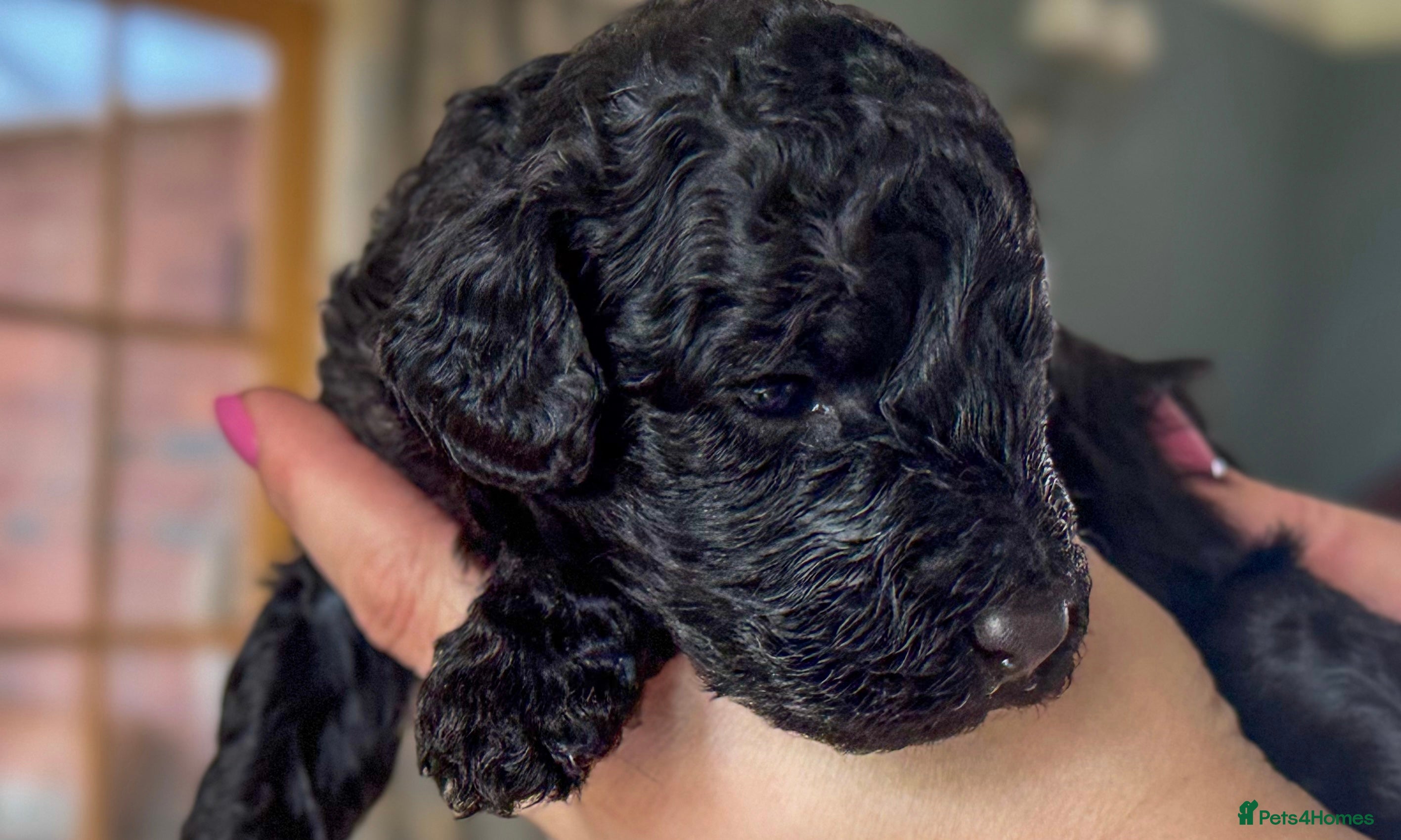 Australian Labradoodle dogs Five Australian Labradoodle puppies - Advert 5