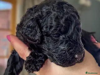 Australian Labradoodle dogs Five Australian Labradoodle puppies - Advert 5