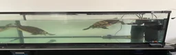 Terrapin reptiles for sale: Yellow belly river terrapins  in Port Talbot - Advert 7