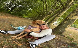 Goldador dogs for sale: Honey goldadour  - Image 3