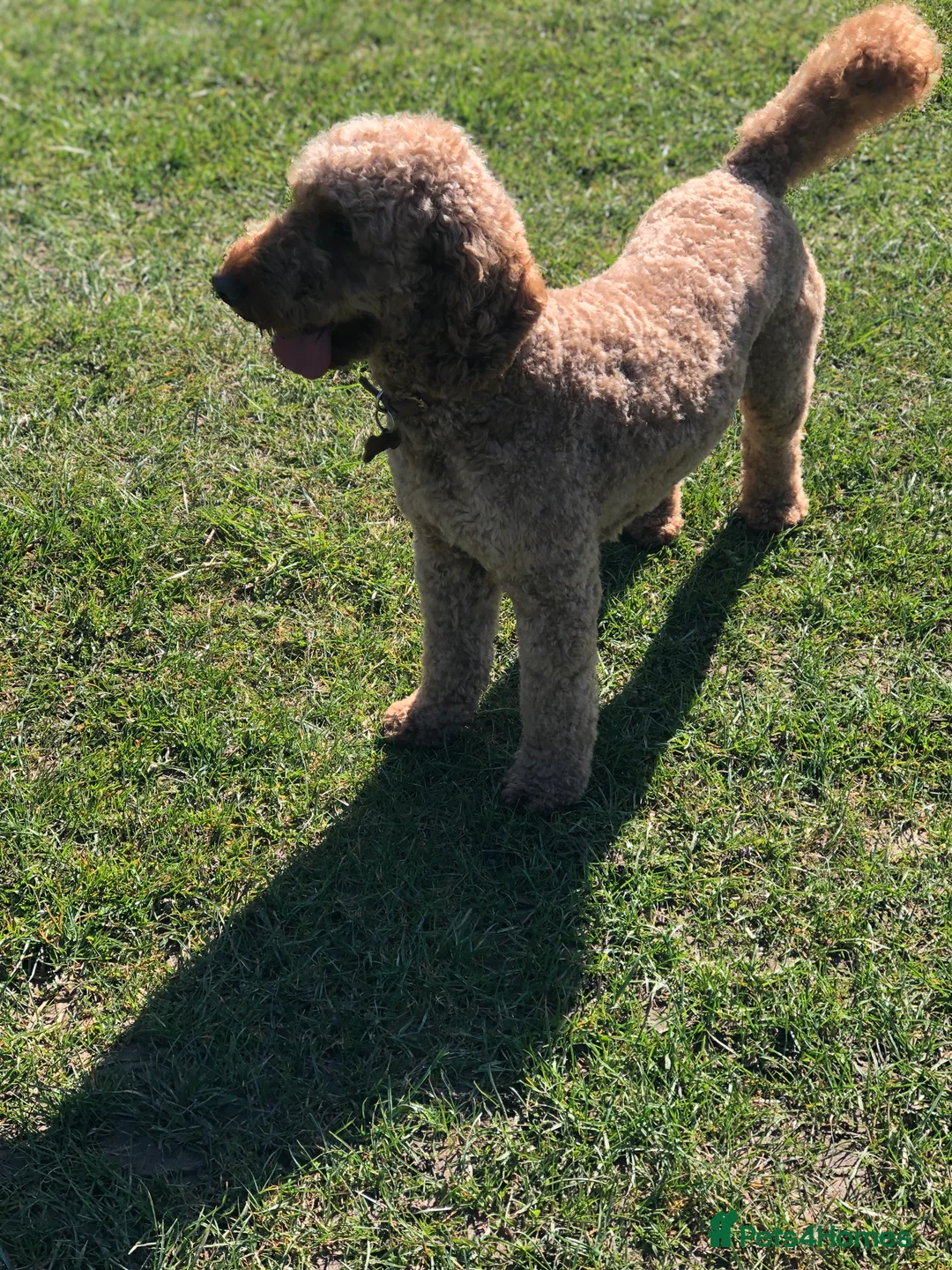 Cockapoo dogs for stud: cockapoo stud  in Aberlour - Advert 7