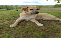 Mixed Breed dogs for adoption: 💙🐶 DAN 🐶💙 - Image 8