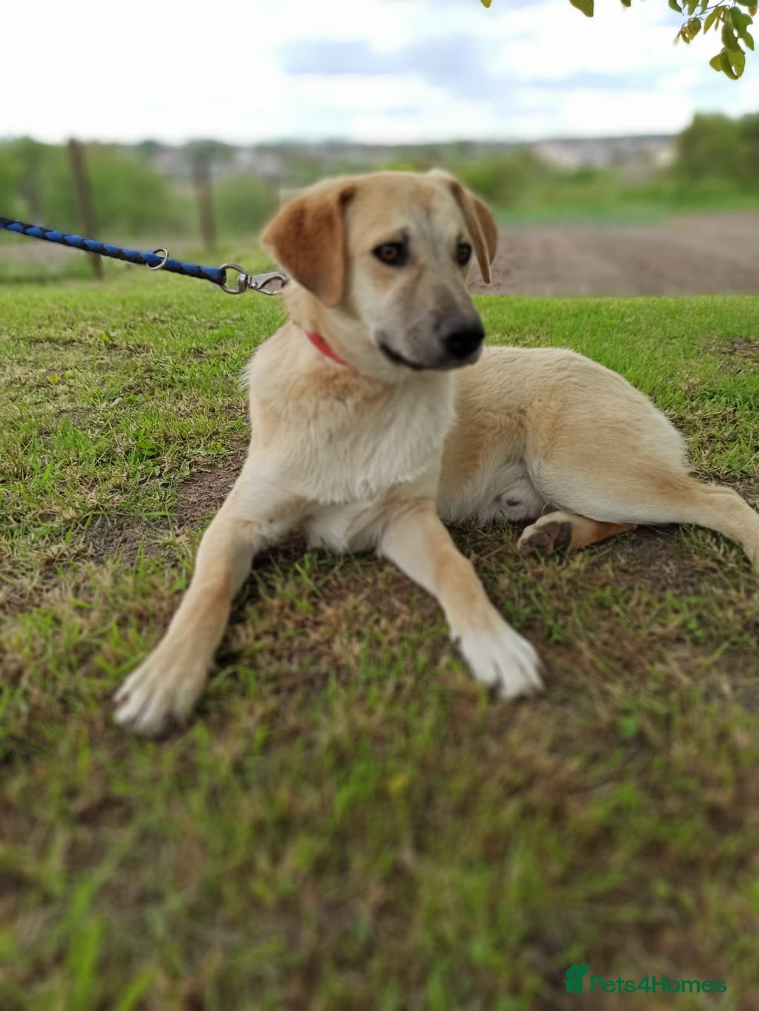 Mixed Breed dogs for adoption: 💙🐶 DAN 🐶💙 - Image 8