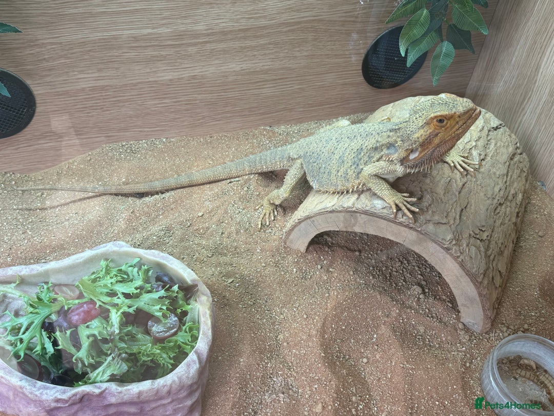 Bearded Dragon reptiles for sale: Adult Male Bearded Dragon & Setup - Image 3