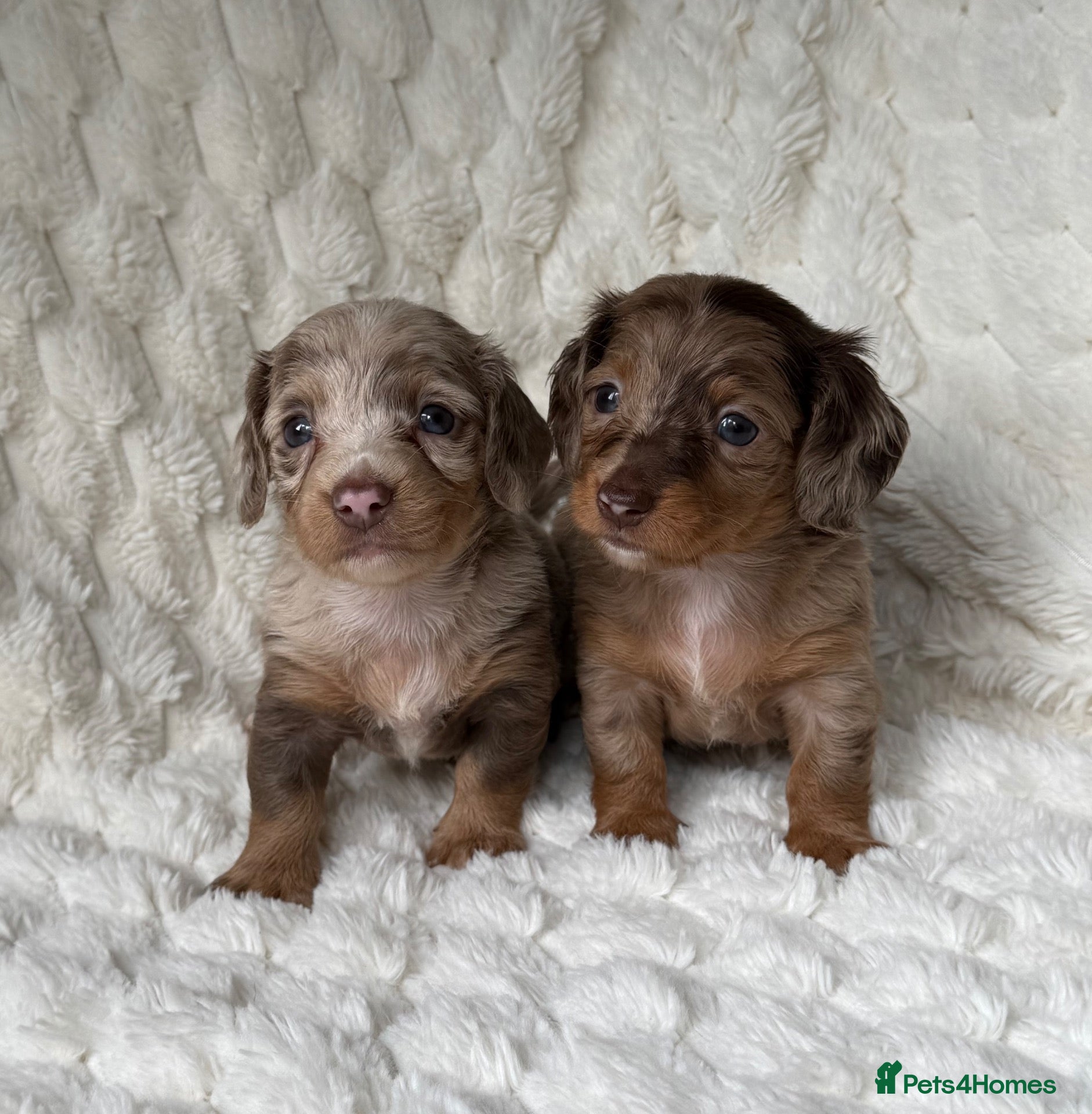 Miniature Dachshund dogs ❤️MINATURE DACHSHUND PUPPIES❤️ - Advert 2