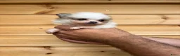 Pomeranian dogs for sale: TINY🏆 Merle & cream Pomeranian 🐾puppy’s   - Advert 11