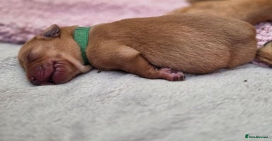 Labrador Retriever dogs - Advert 7