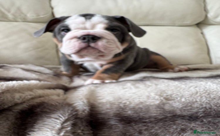 English Bulldog dogs - Advert 1