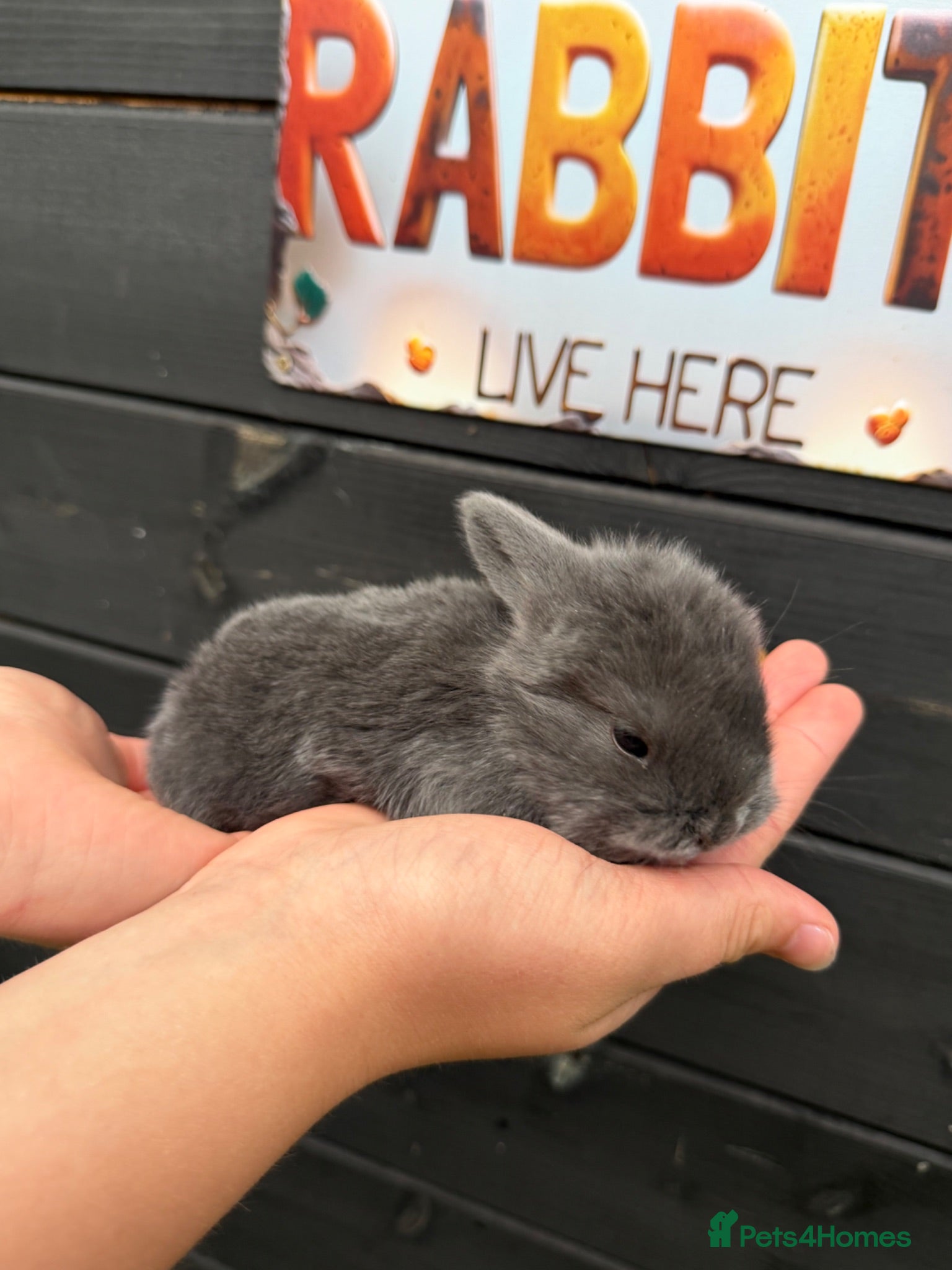 French Lop rabbits French lop  - Advert 1