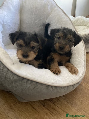 Yorkshire Terrier dogs quality Yorkshire terrier - Advert 6