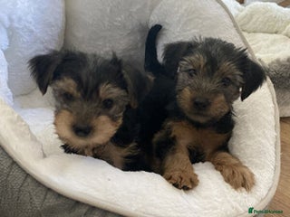 Yorkshire Terrier dogs quality Yorkshire terrier - Advert 2