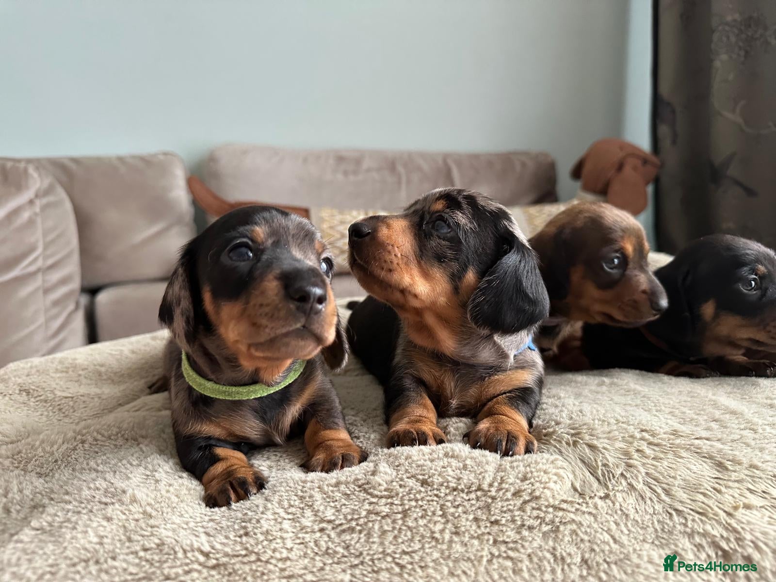 Dachshund dogs KC registered PRA CLR Miniature Dachshunds - Advert 1