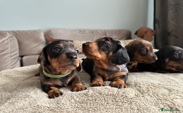 Dachshund dogs KC registered PRA CLR Miniature Dachshunds - Advert 1