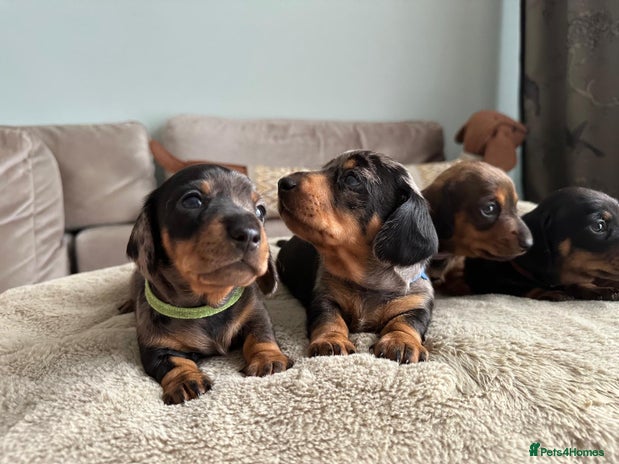 Dachshund dogs KC registered PRA CLR Miniature Dachshunds - Advert 11