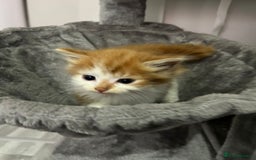 British Longhair cats for sale: Beautiful Fluffy Long-Haired British Tabby Kittens - Image 13