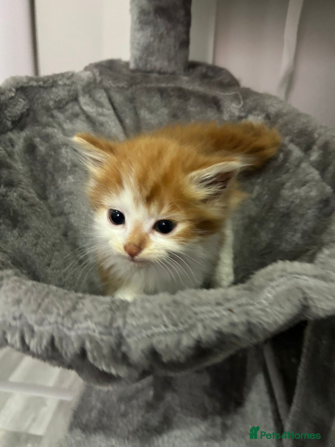 British Longhair cats for sale: Beautiful Fluffy Long-Haired British Tabby Kittens - Image 13