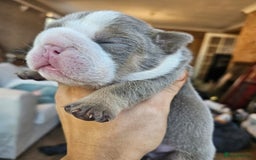English Bulldog dogs for sale: Outstanding KC English Bulldogs, Top Quality Pups - Image 17