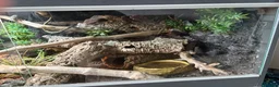 Corn Snake reptiles for sale: Corn snake + full Vivarium setup  in Alva - Advert 11