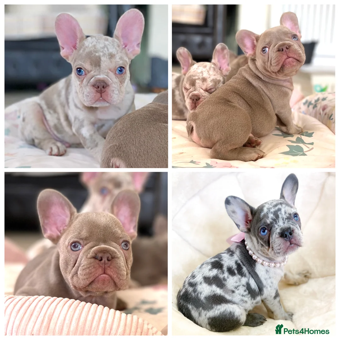 French Bulldog dogs for sale: NEWSHADE ISABELLA AND MERLE FRENCH BULLDOGS - Advert 2